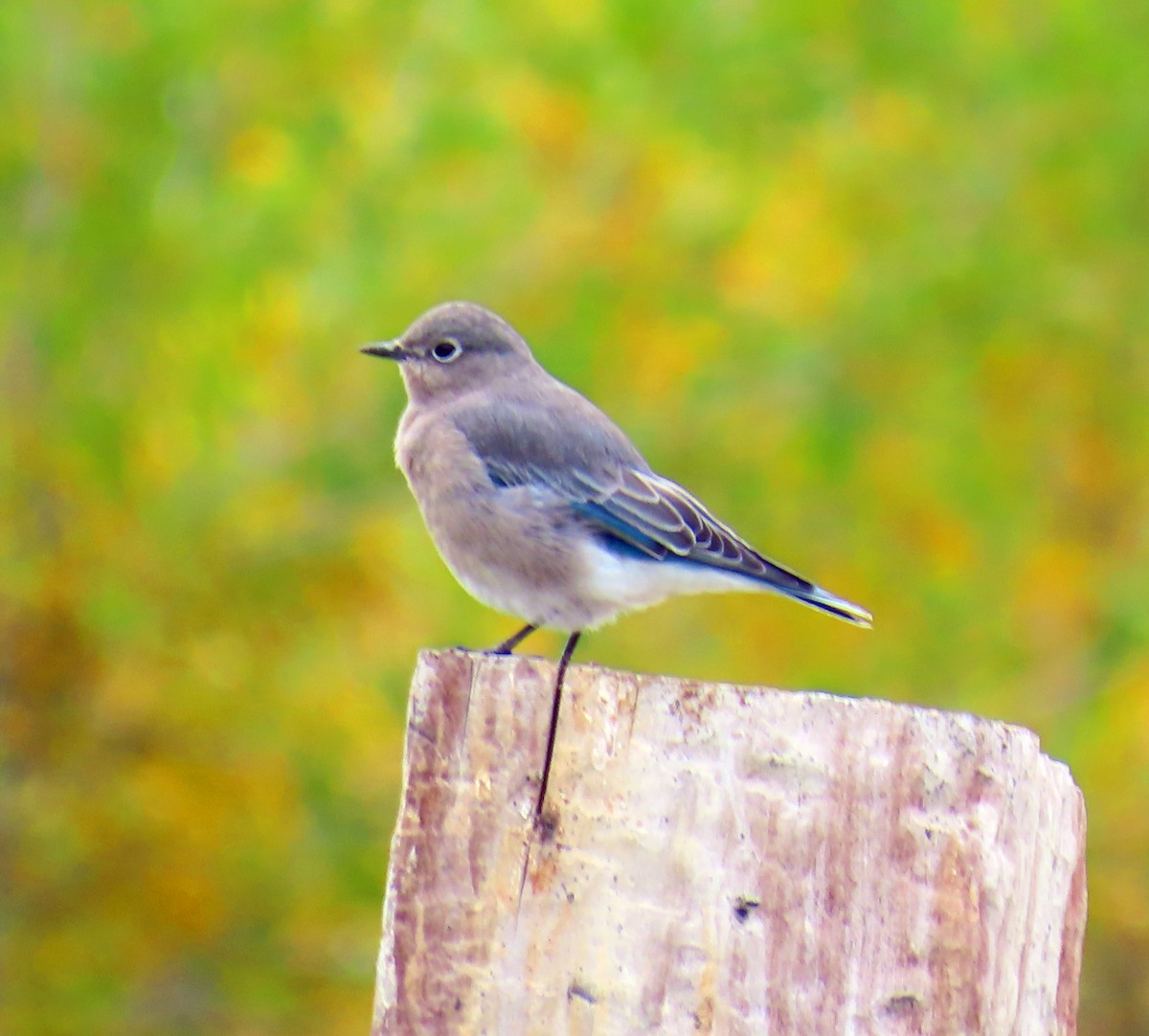 Mountain Bluebird - ML642344697