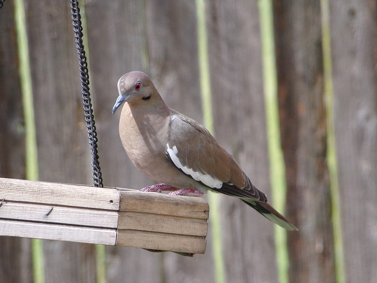 White-winged Dove - ML642344715