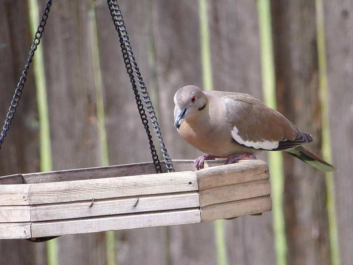 White-winged Dove - ML642344716