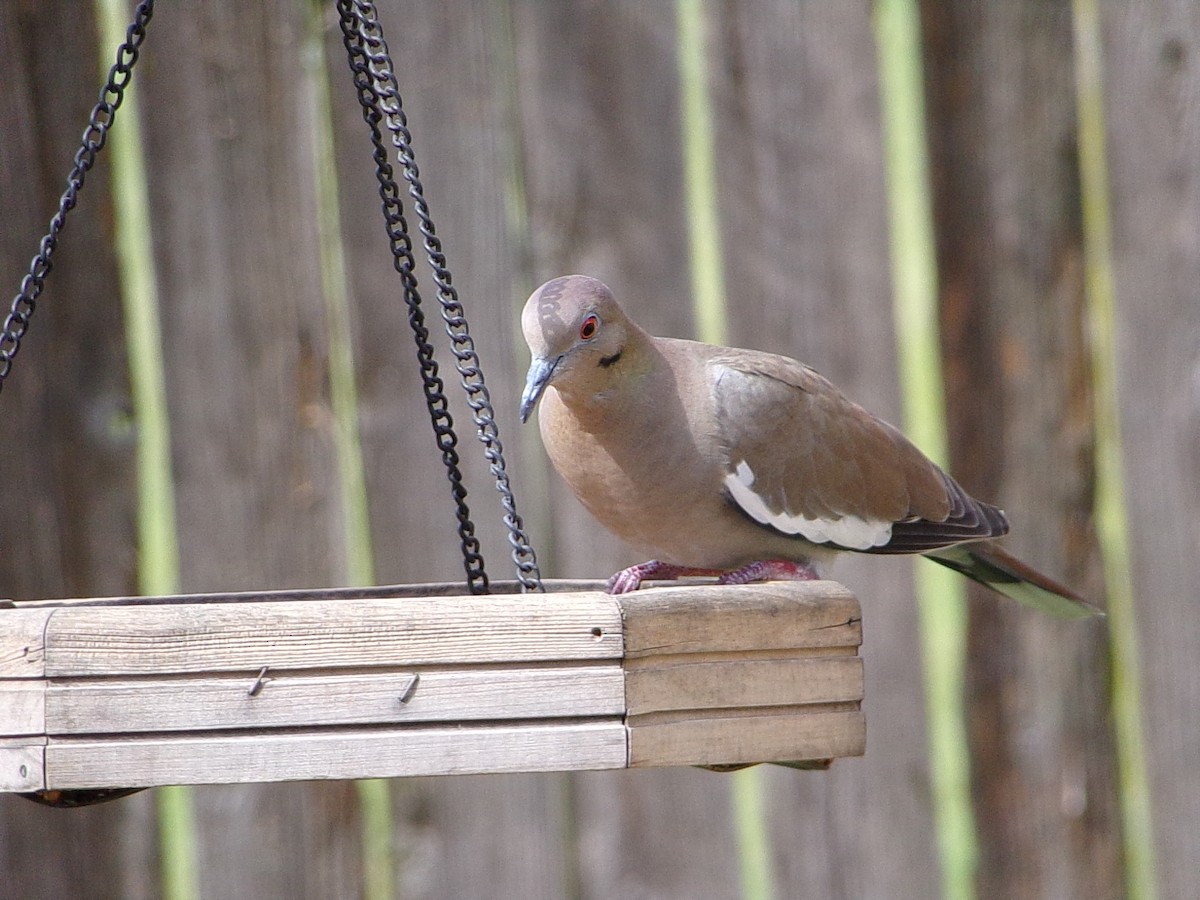White-winged Dove - ML642344717