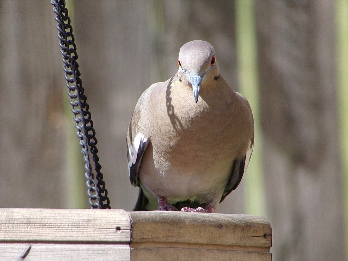 White-winged Dove - ML642344718
