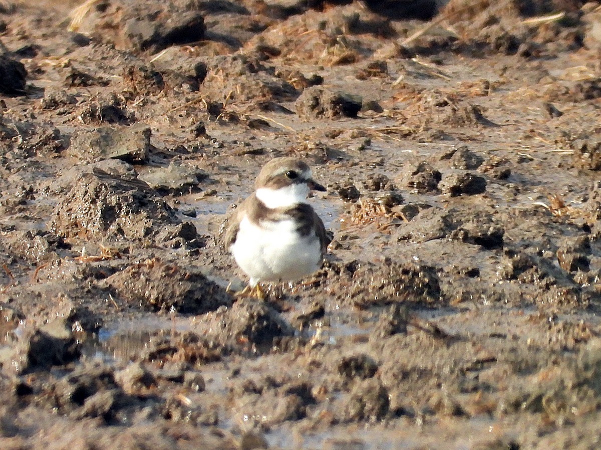 Semipalmated Plover - ML642344720