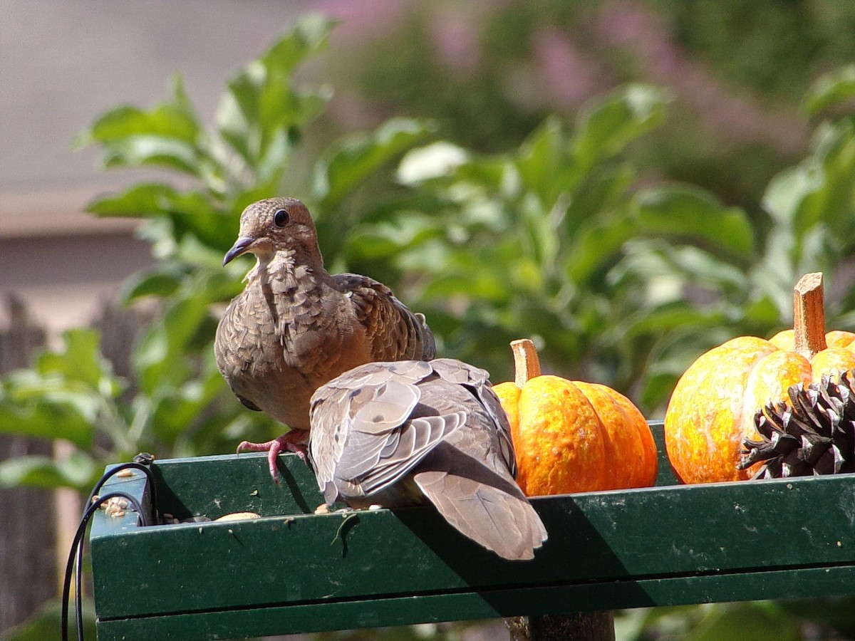 Mourning Dove - ML642344721