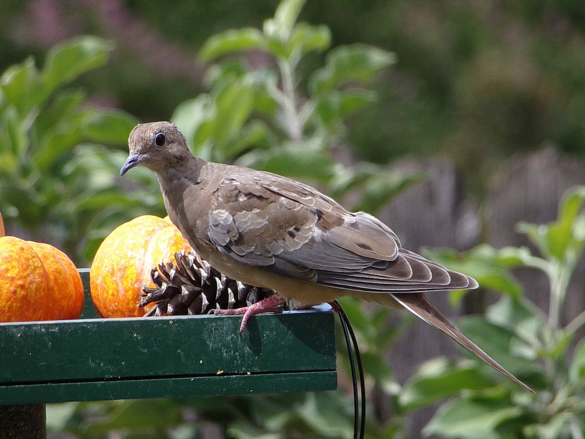 Mourning Dove - ML642344722