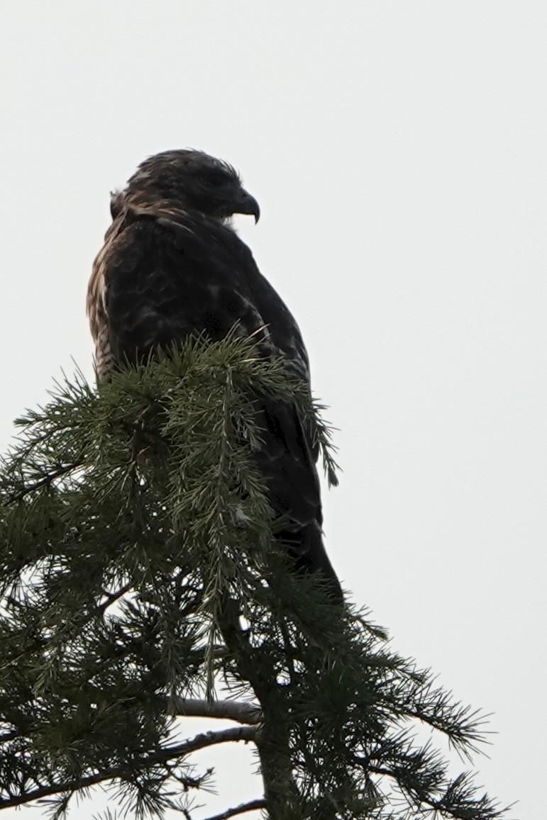 Red-tailed Hawk - ML642344731