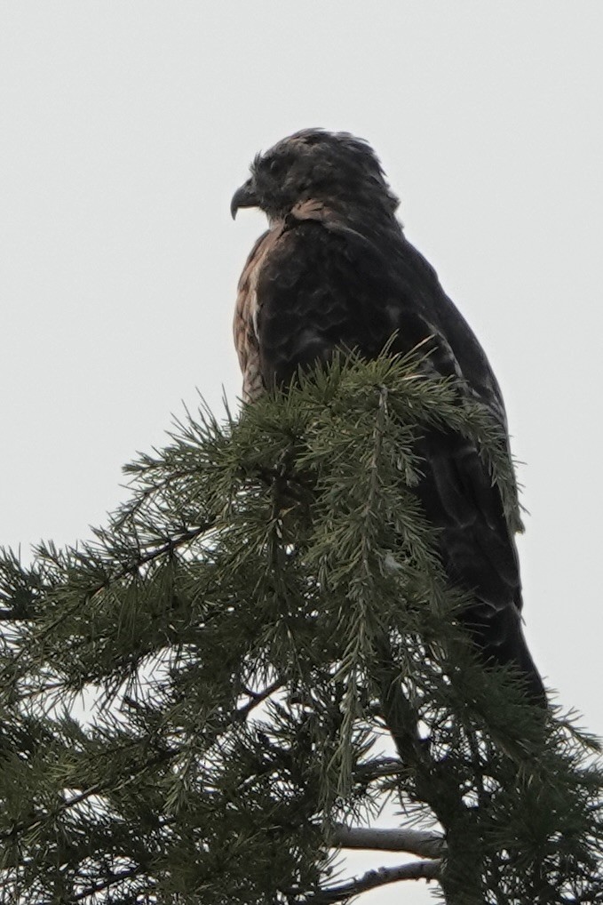Red-tailed Hawk - ML642344732