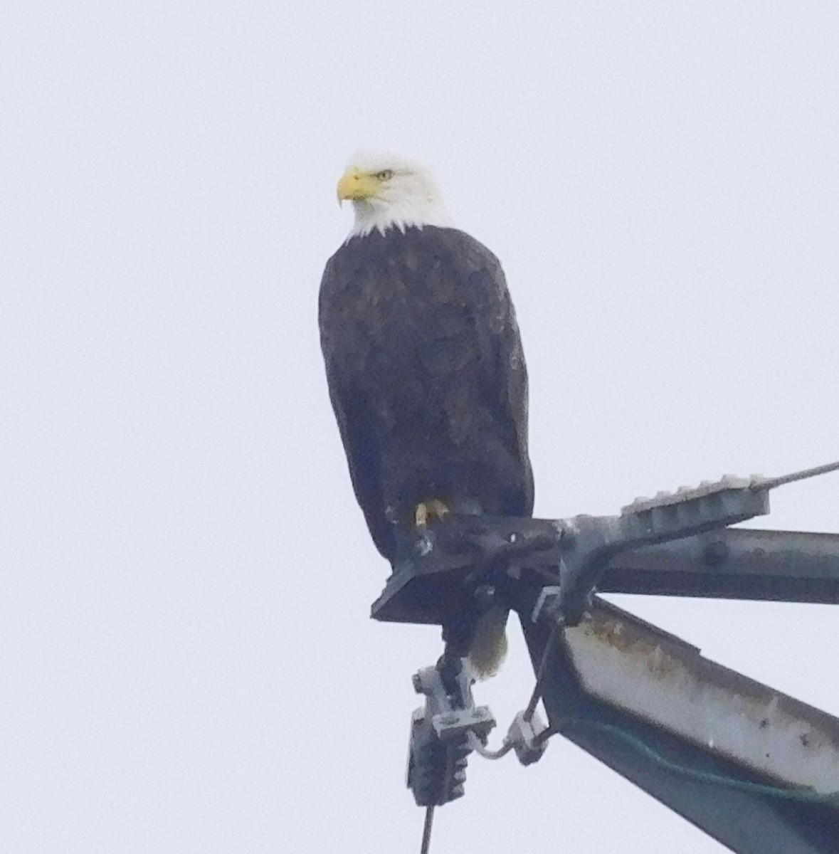 Bald Eagle - ML642344764