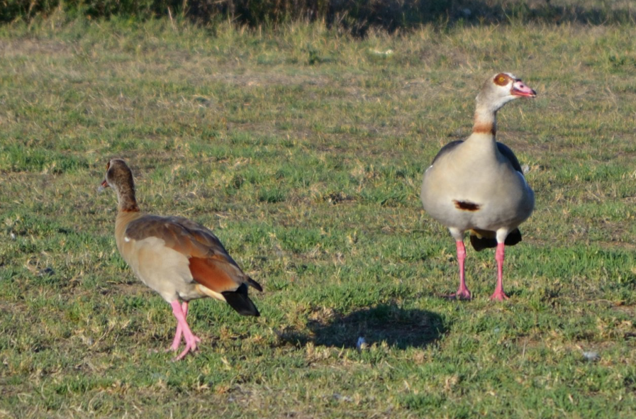 Egyptian Goose - ML642344812