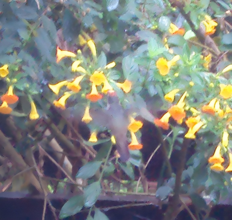 Андский цветноголов - ML642344831