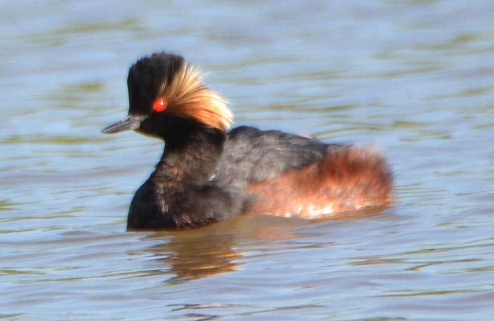 Eared Grebe - ML642344833