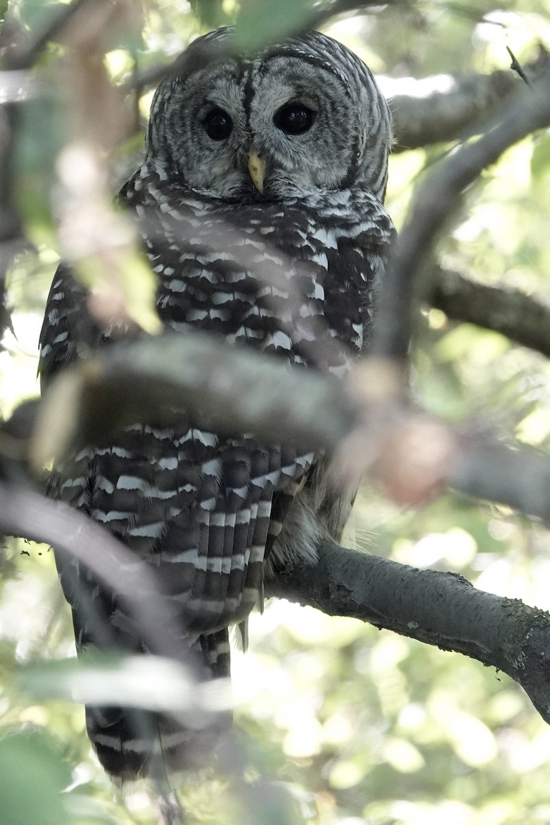 Barred Owl - ML642344843