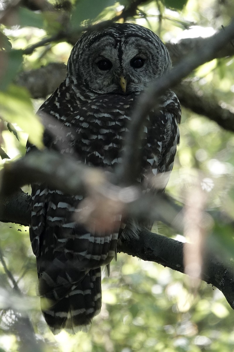 Barred Owl - ML642344844