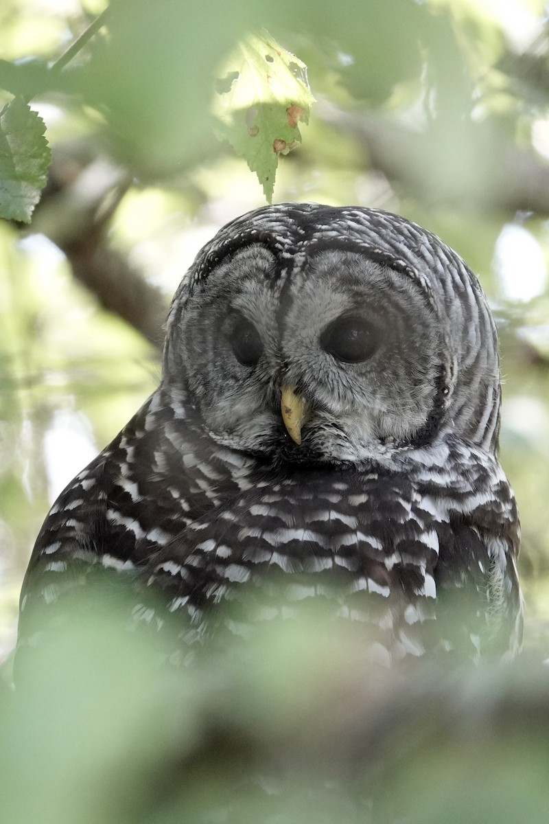 Barred Owl - ML642344845