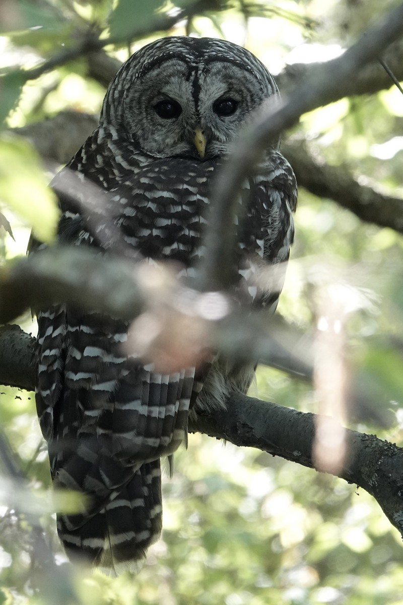 Barred Owl - ML642344846
