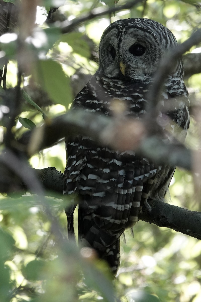 Barred Owl - ML642344847
