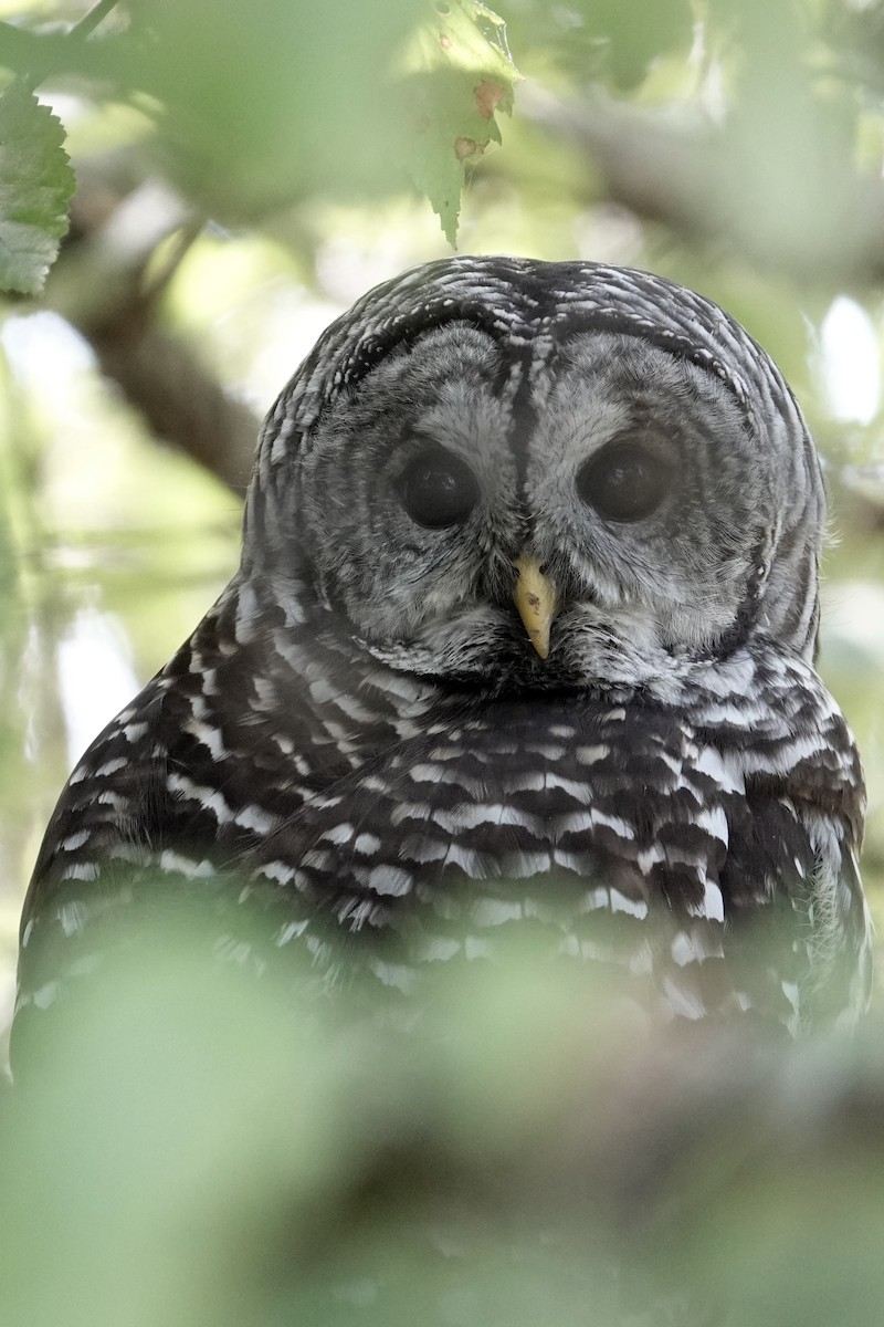 Barred Owl - ML642344848