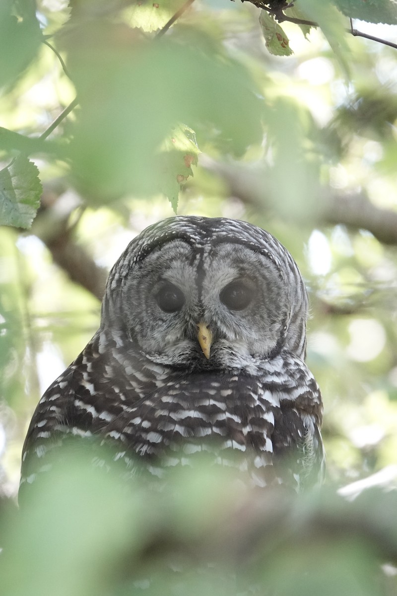 Barred Owl - ML642344849