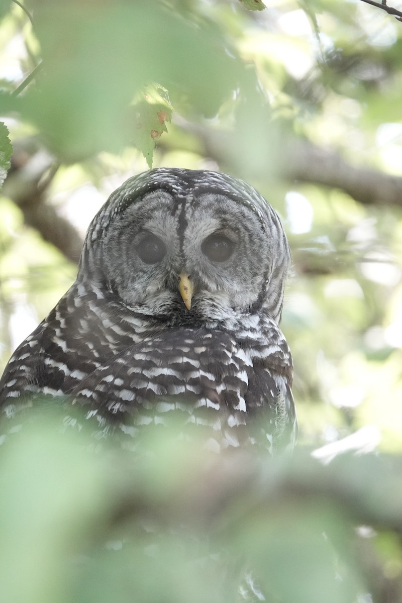 Barred Owl - ML642344850