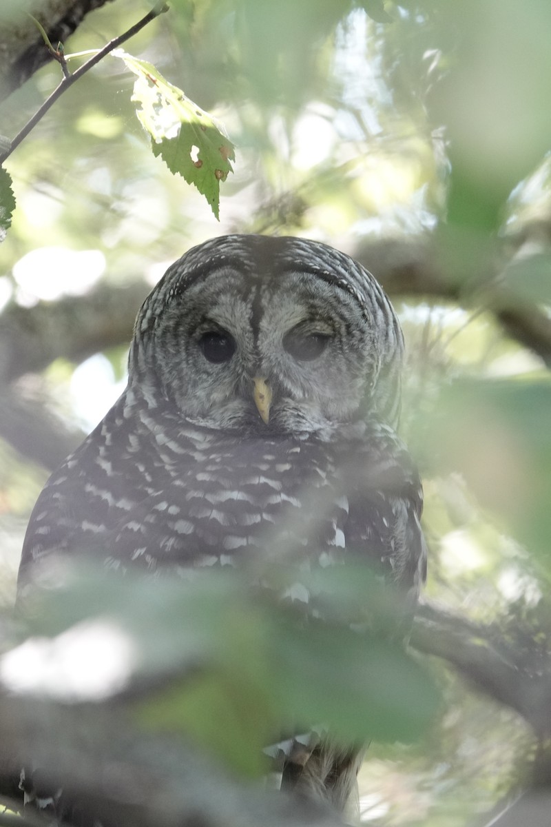 Barred Owl - ML642344853