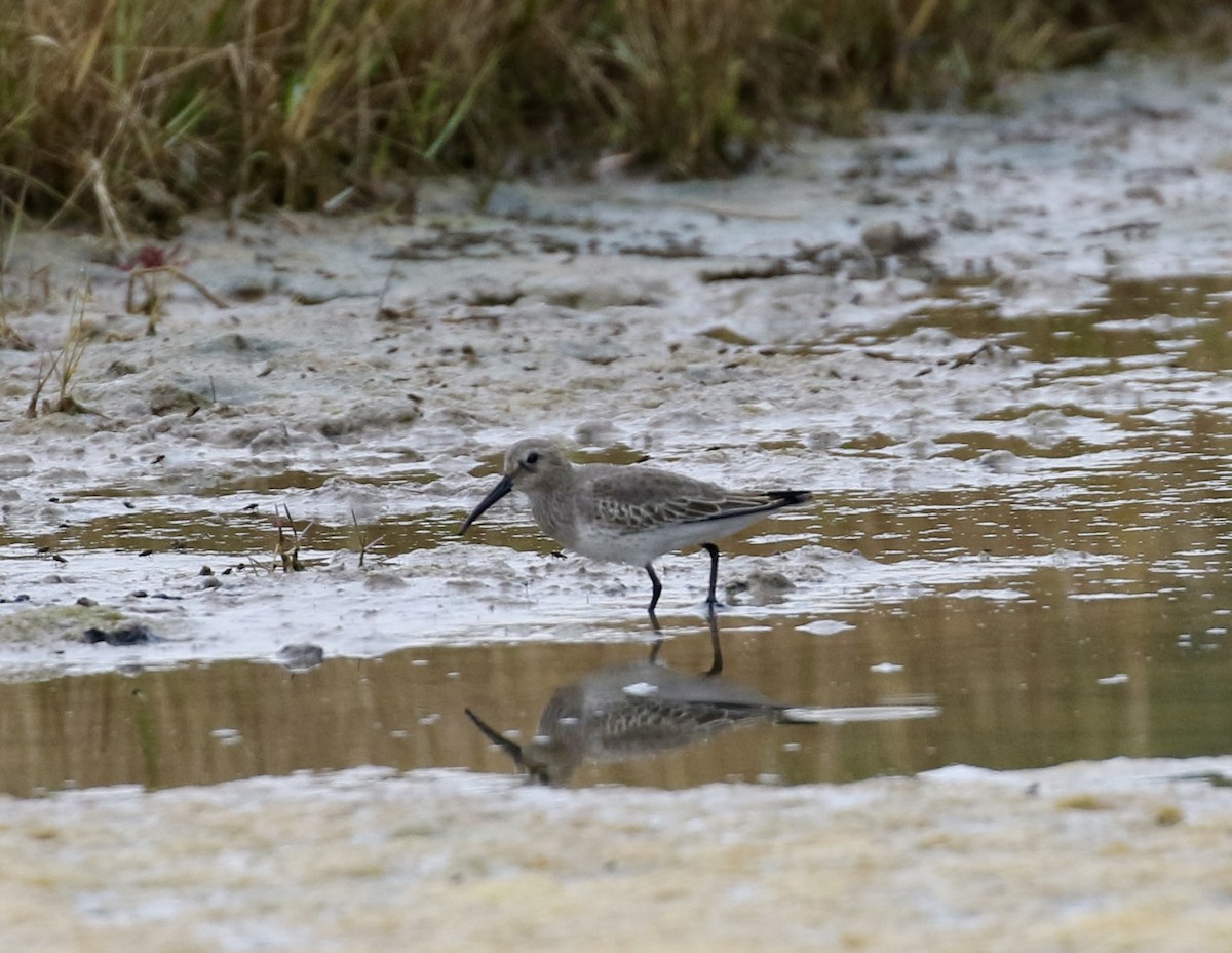 ハマシギ - ML642344879