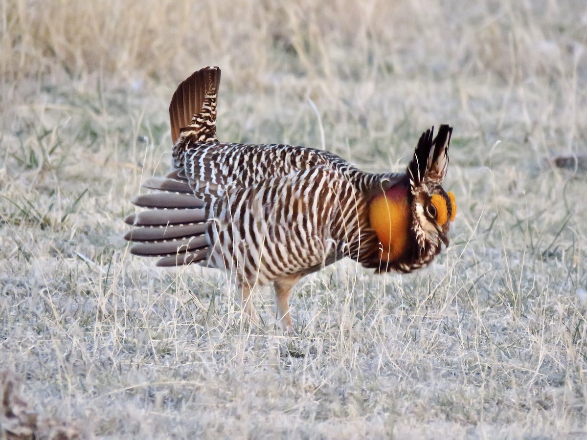 Tétras des prairies - ML642344884
