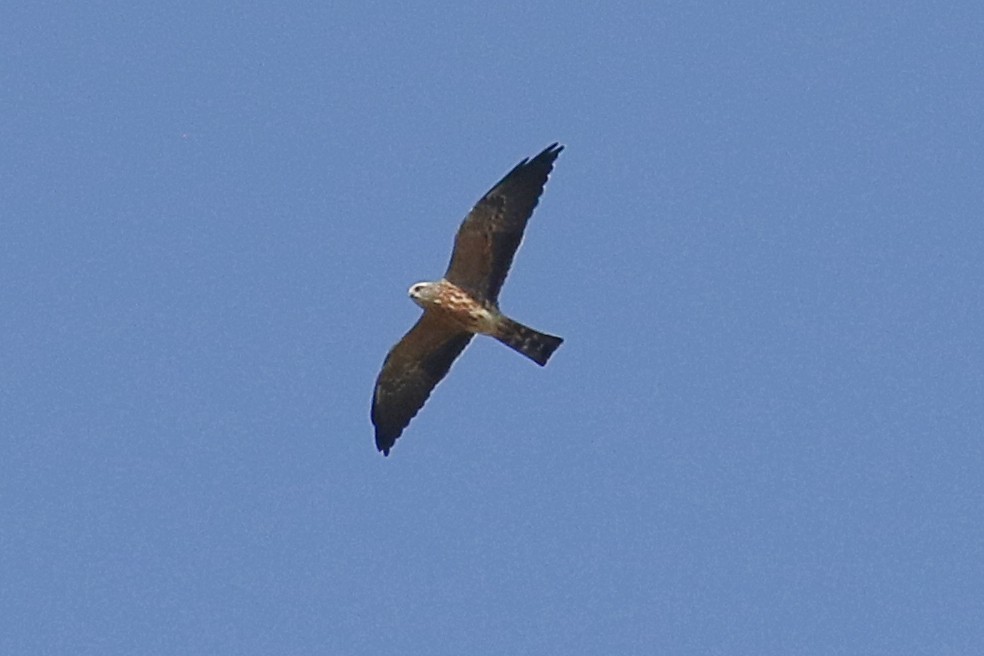 Mississippi Kite - ML642344888