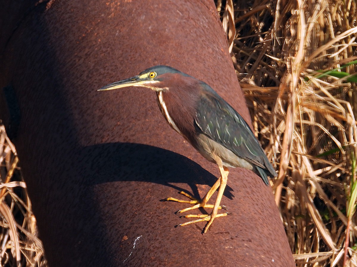 Green Heron - ML642344889