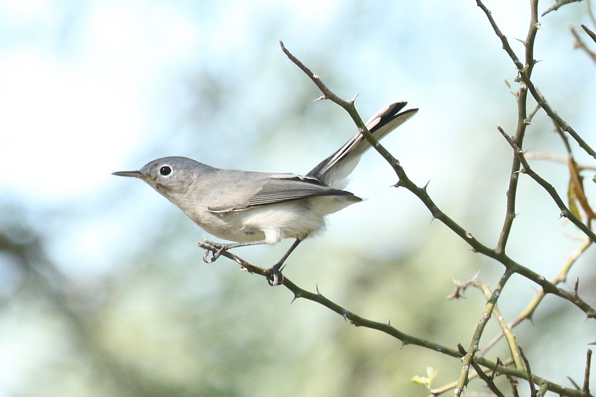 Blue-gray Gnatcatcher - ML642344894