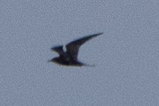 Sooty Tern - ML642344913