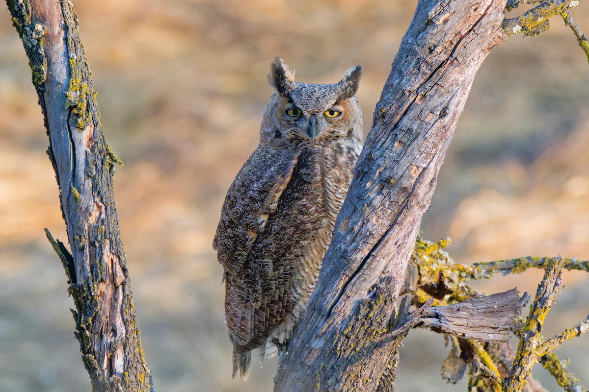 Great Horned Owl - ML642344940