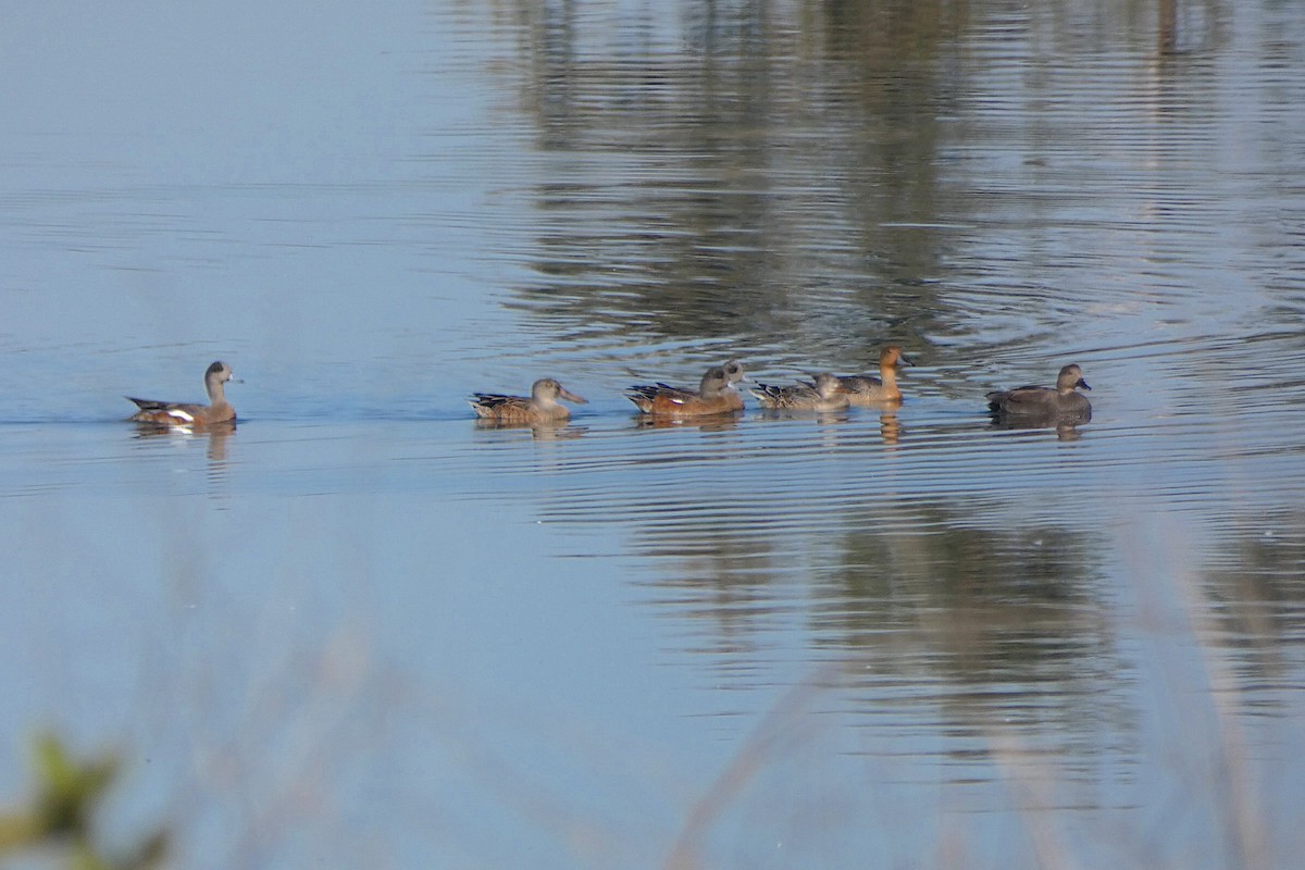 American Wigeon - ML642344944
