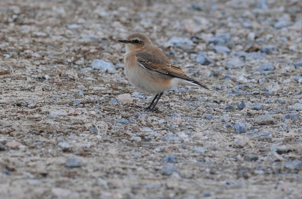 Northern Wheatear - ML642344947