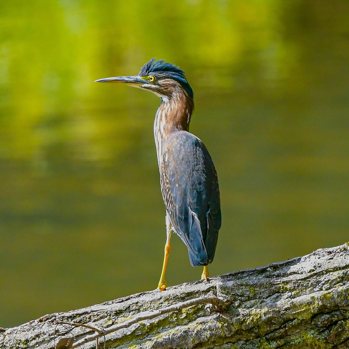 Green Heron - ML642344968