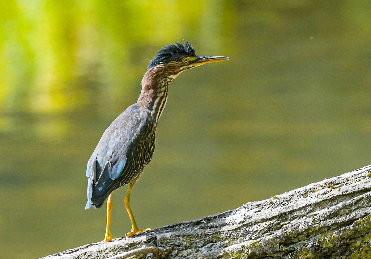 Green Heron - ML642344970