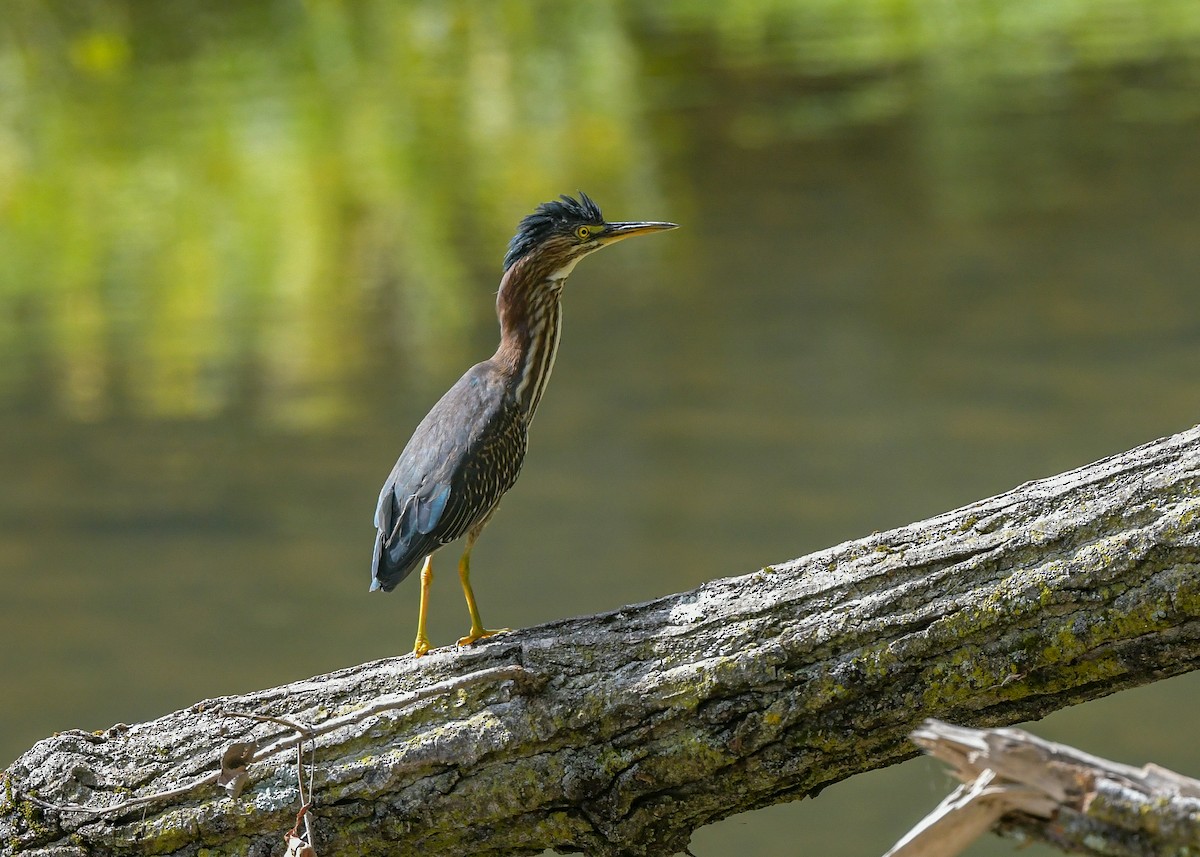 Green Heron - ML642344971