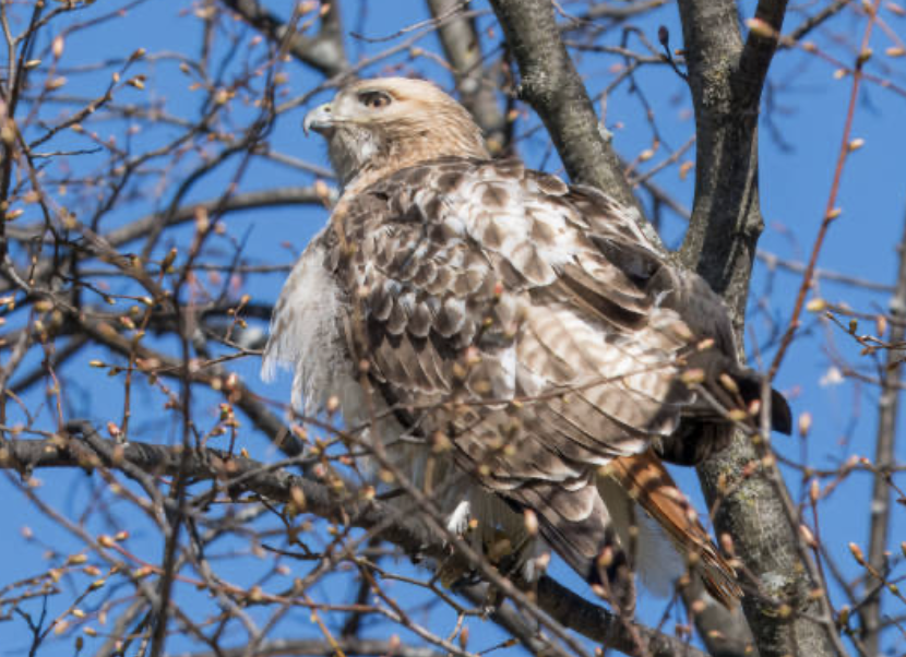 Red-tailed Hawk - ML642344974