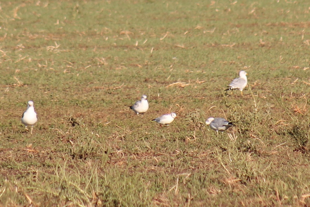 紅嘴鷗 - ML642344980