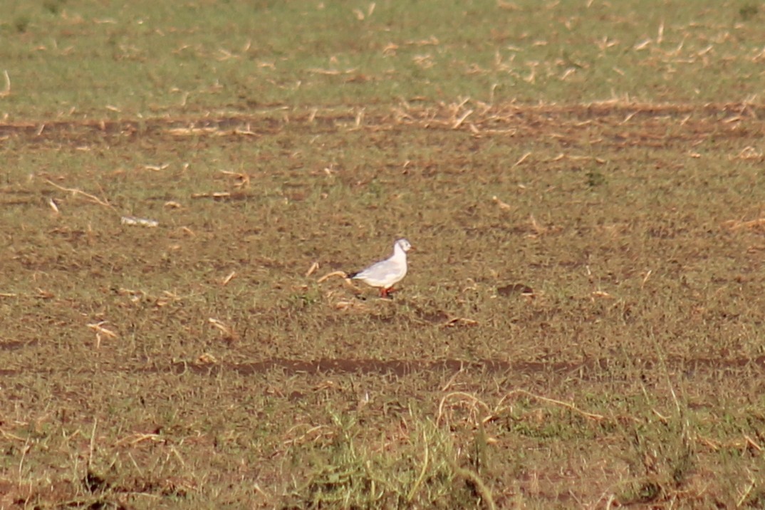 紅嘴鷗 - ML642344981