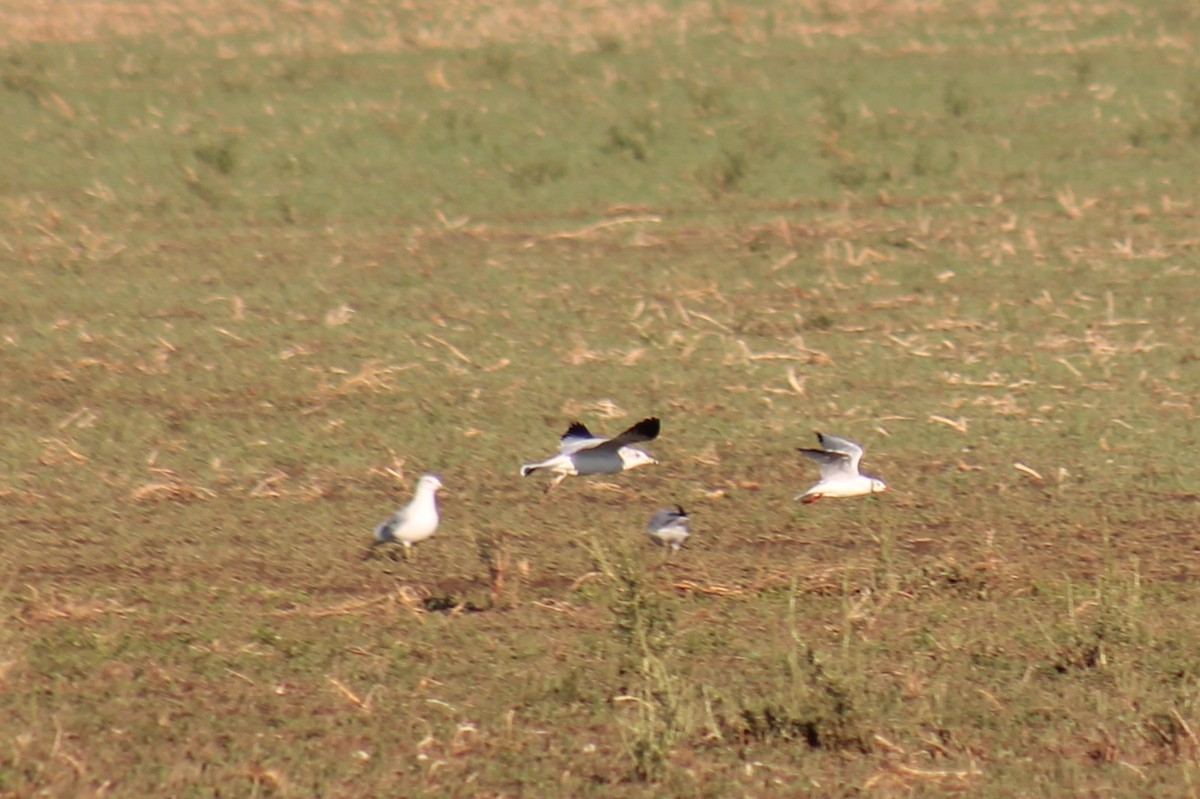 紅嘴鷗 - ML642344982