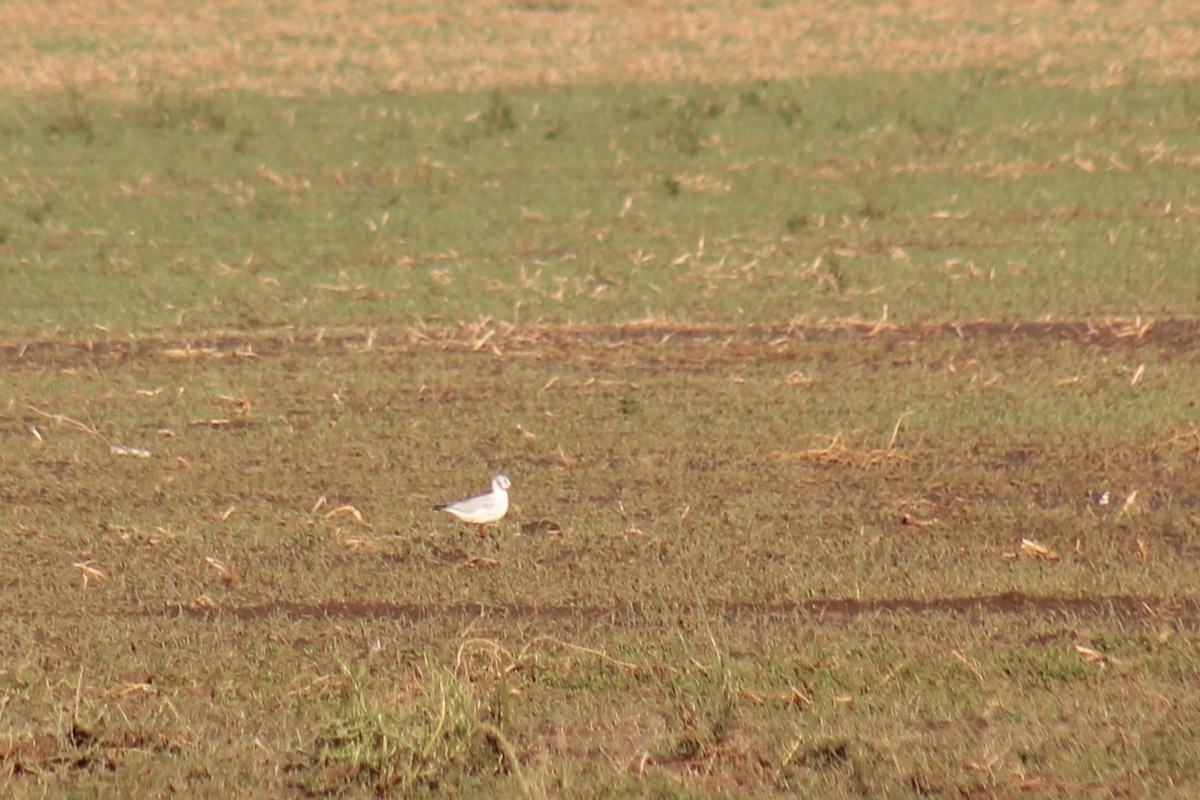 紅嘴鷗 - ML642344983