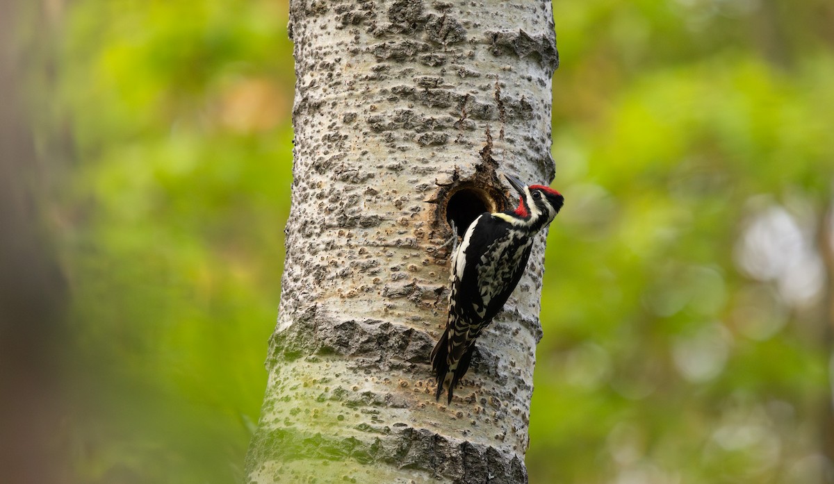 Yellow-bellied Sapsucker - ML642344988