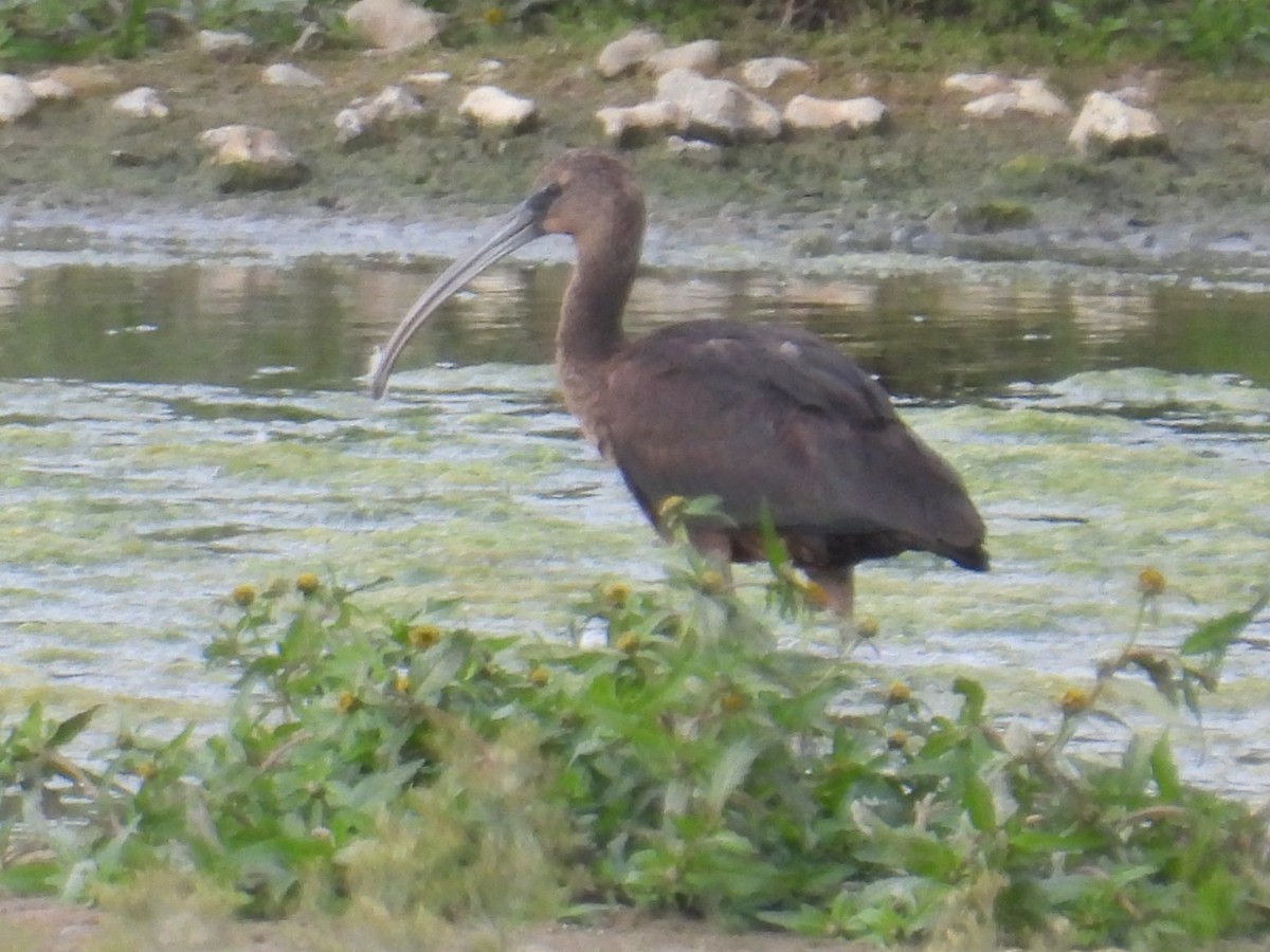 ibis hnědý - ML642344989