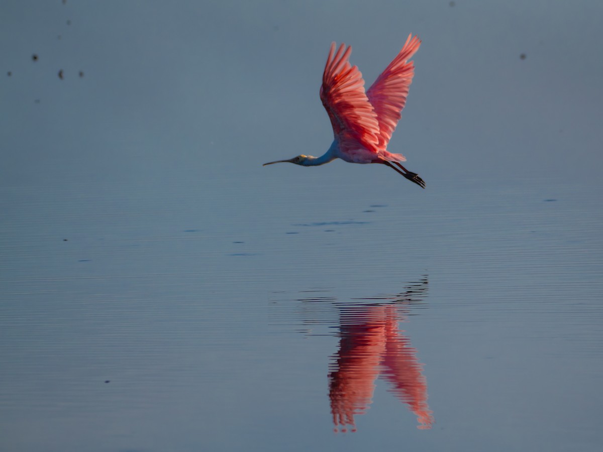 rosenskjestork - ML642345024