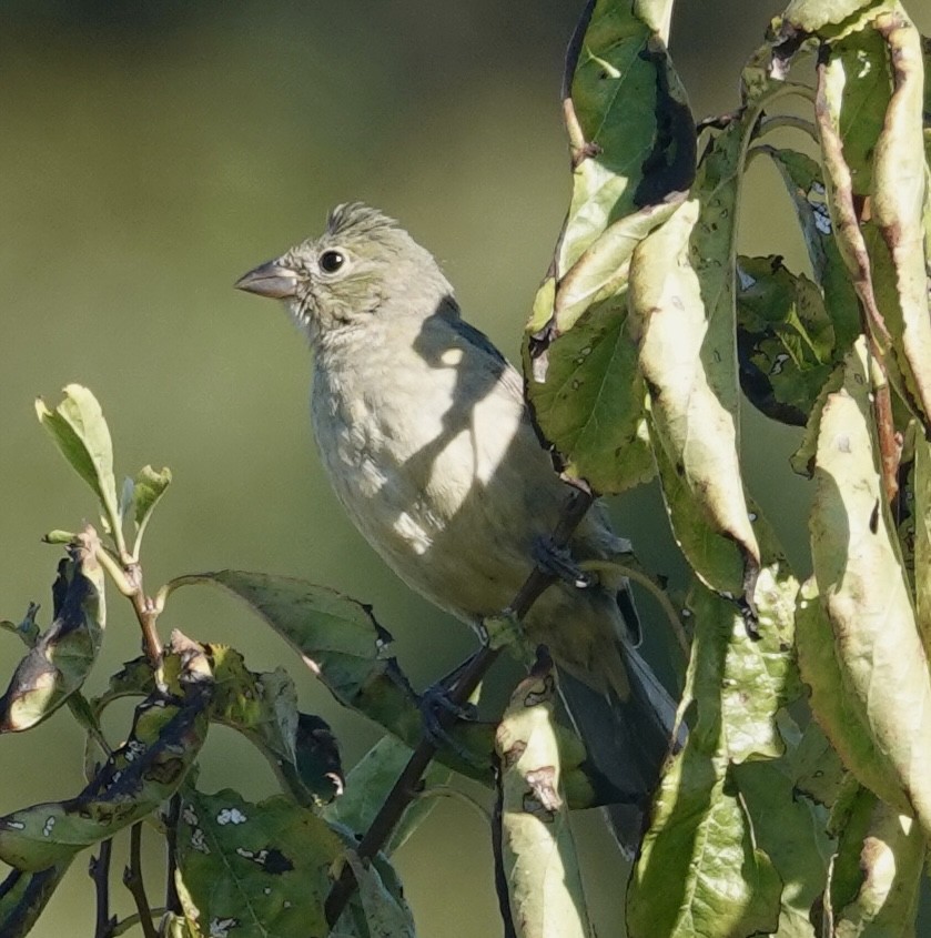 Painted Bunting - ML642345063