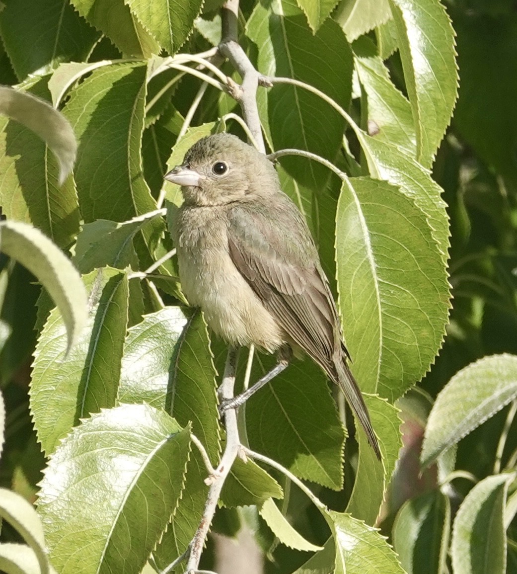 Painted Bunting - ML642345066
