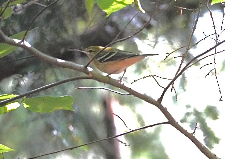 Bay-breasted Warbler - ML642345108