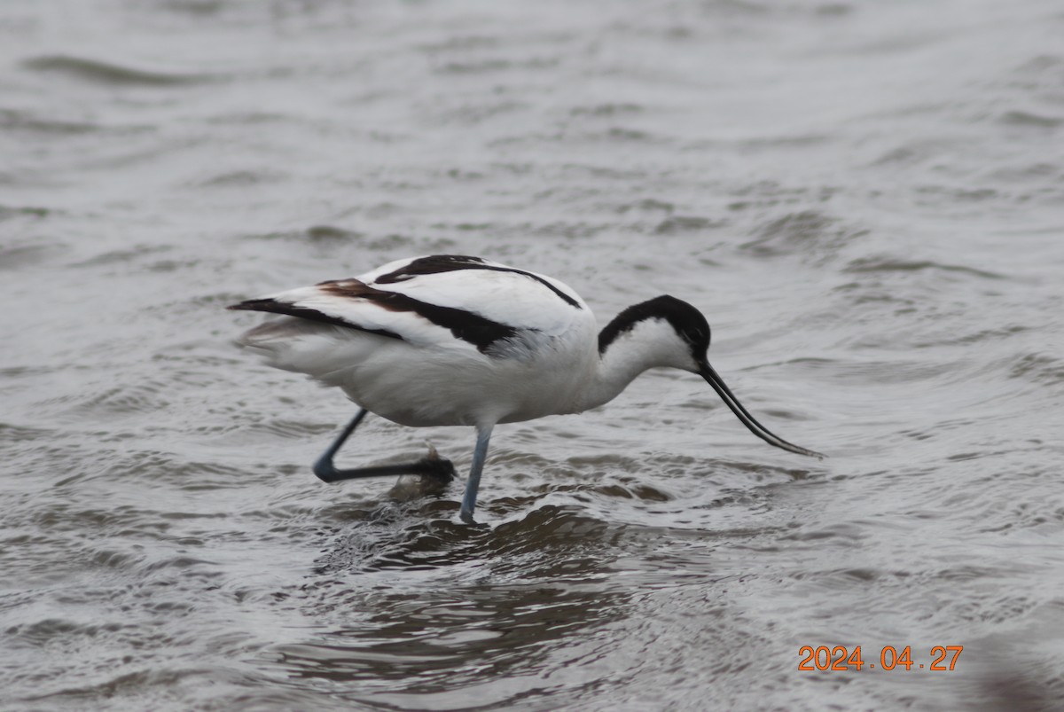 Pied Avocet - ML642345109