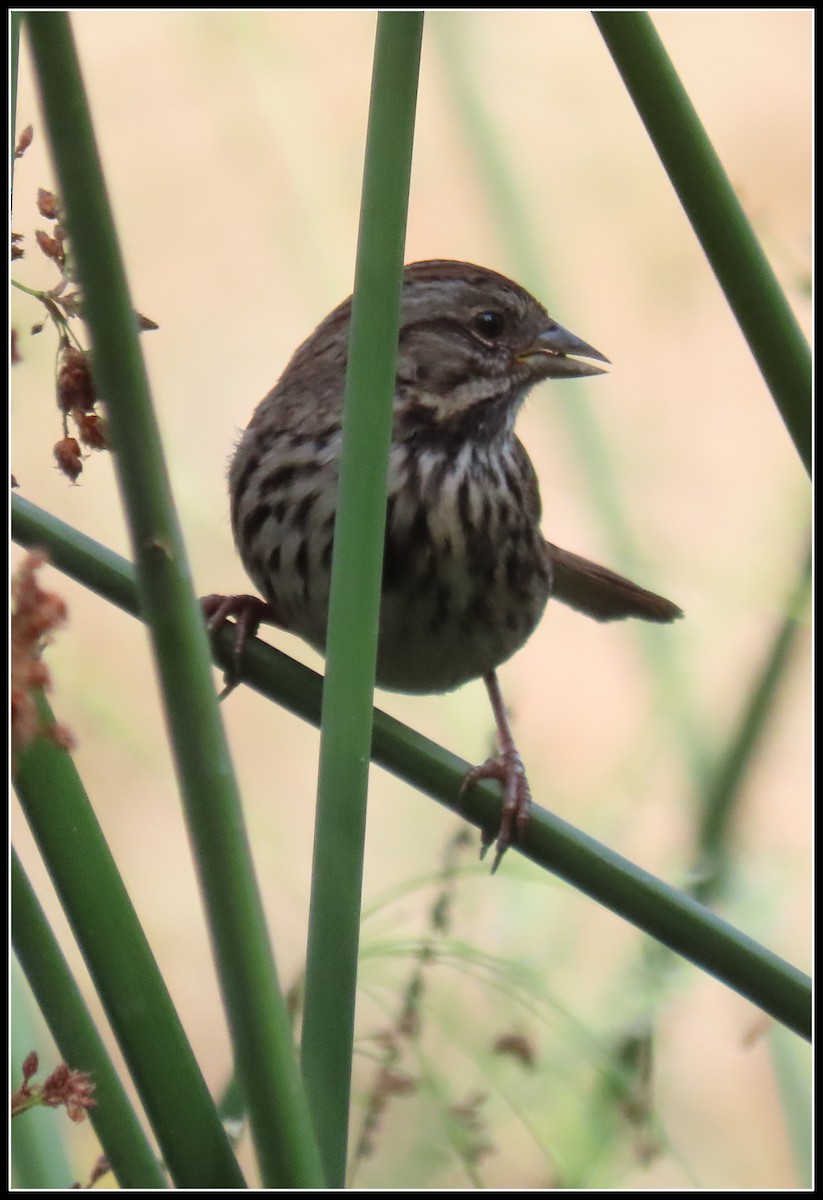 Song Sparrow - ML642345110