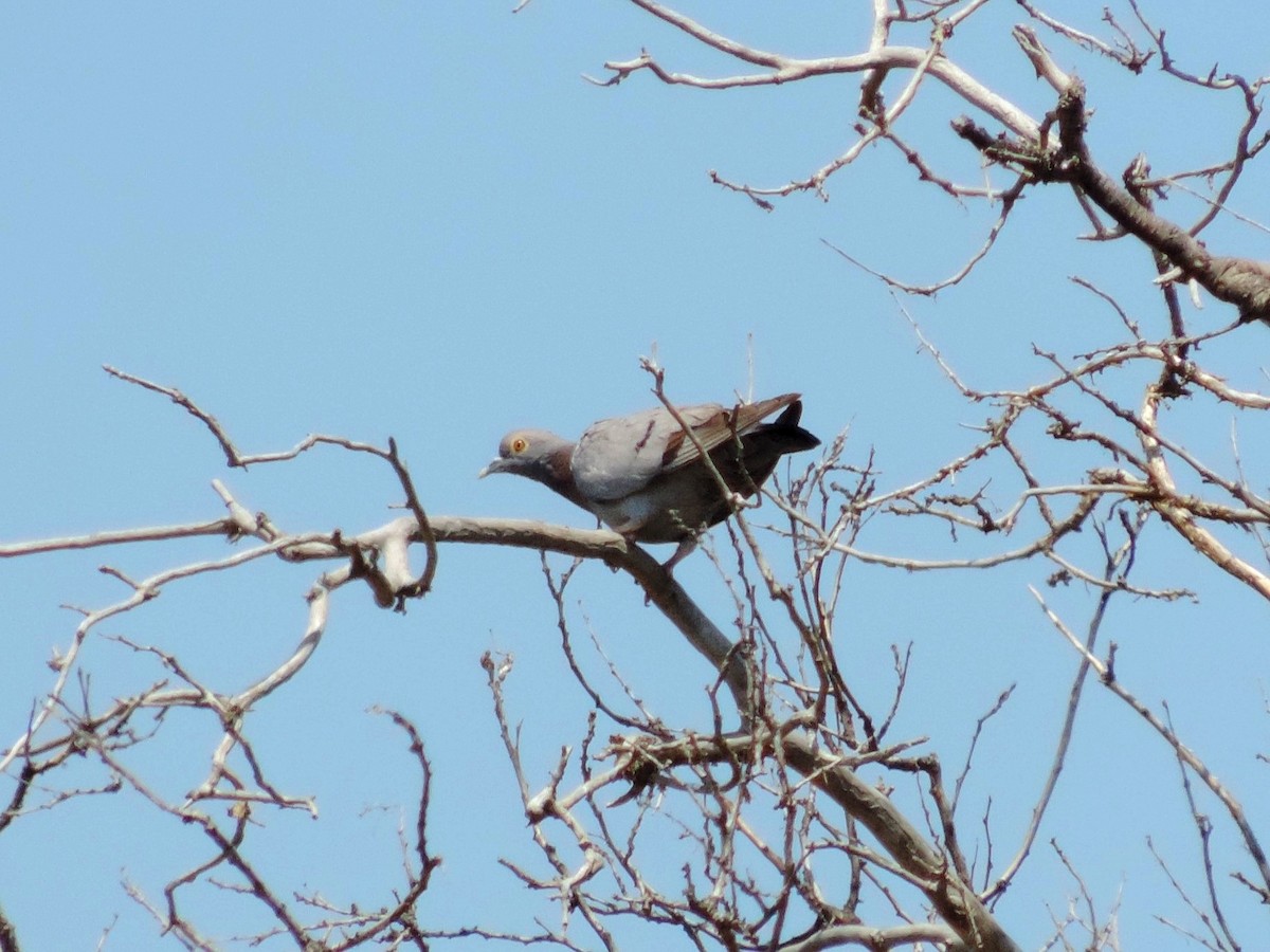 Yellow-eyed Pigeon - ML642345112