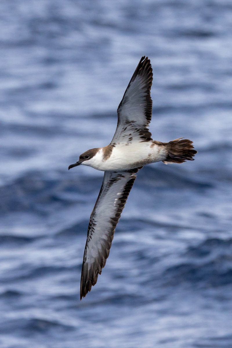 Great Shearwater - ML642345113